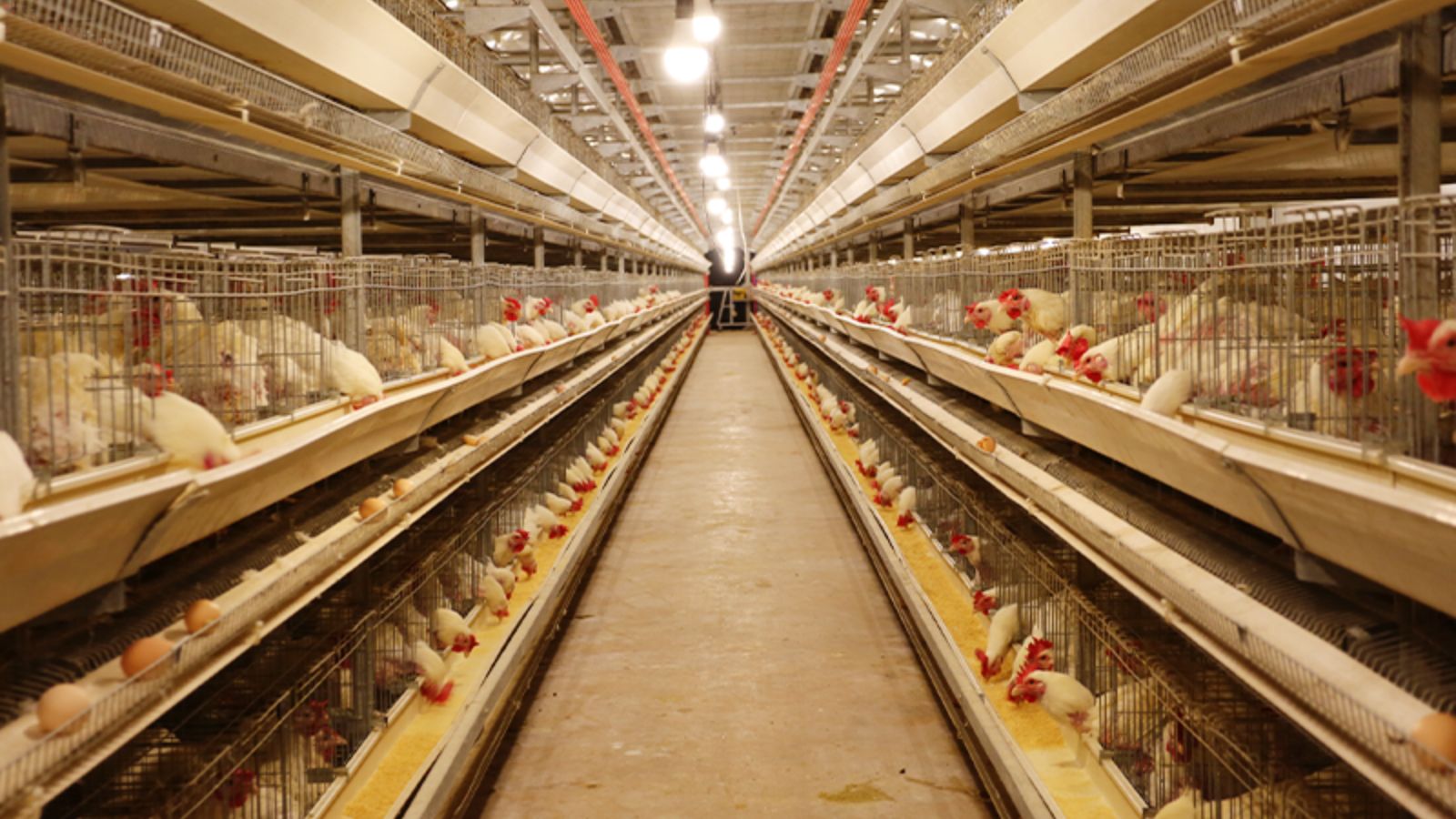 Integrated Poultry Enterprises
