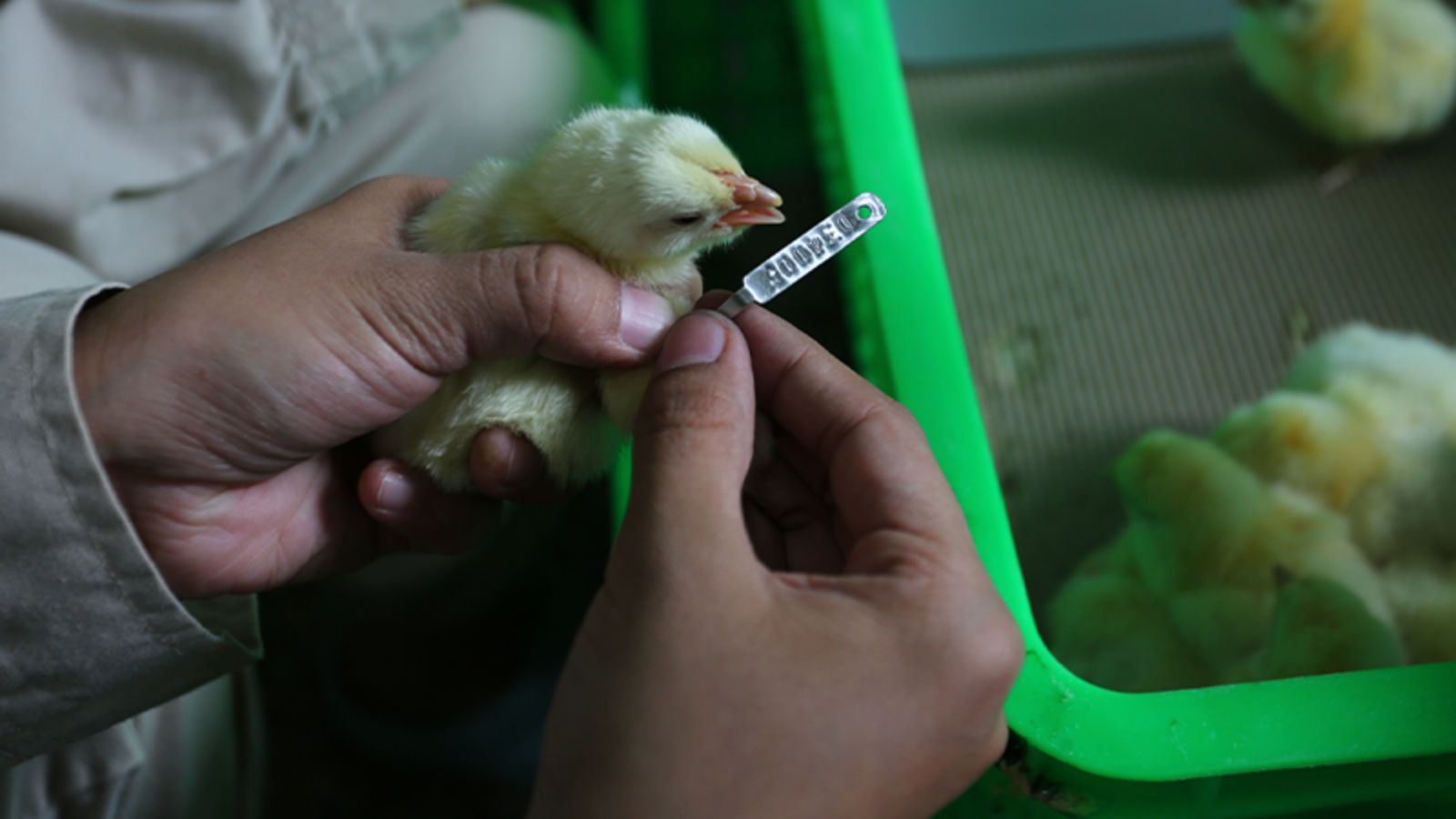 White Broiler Commercial Farms & Distributors