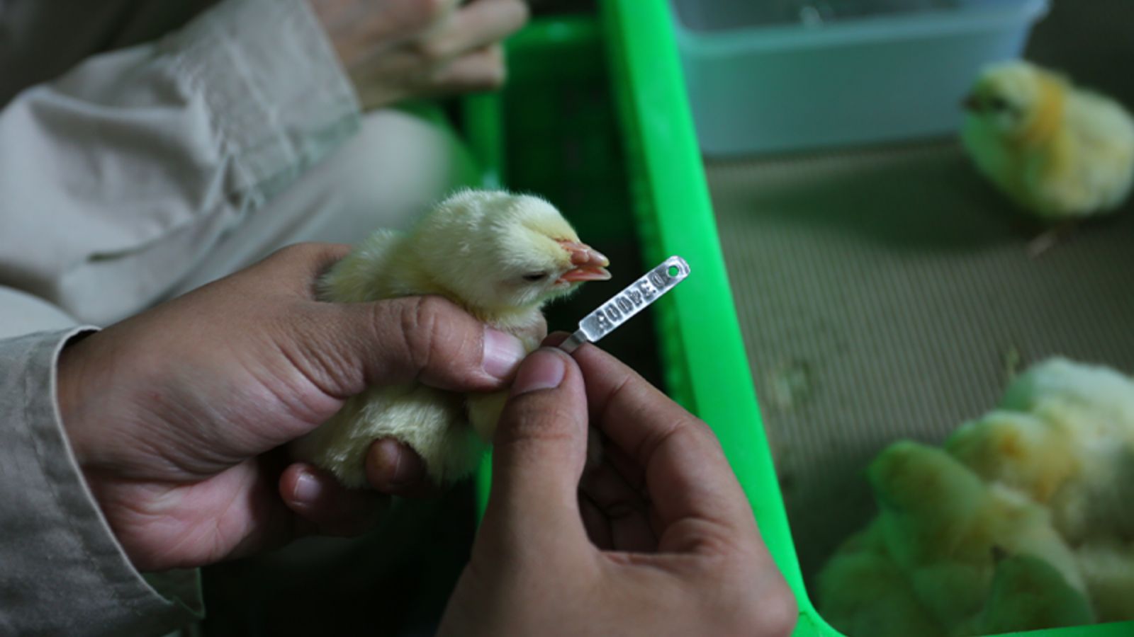 Surface contaminant removal