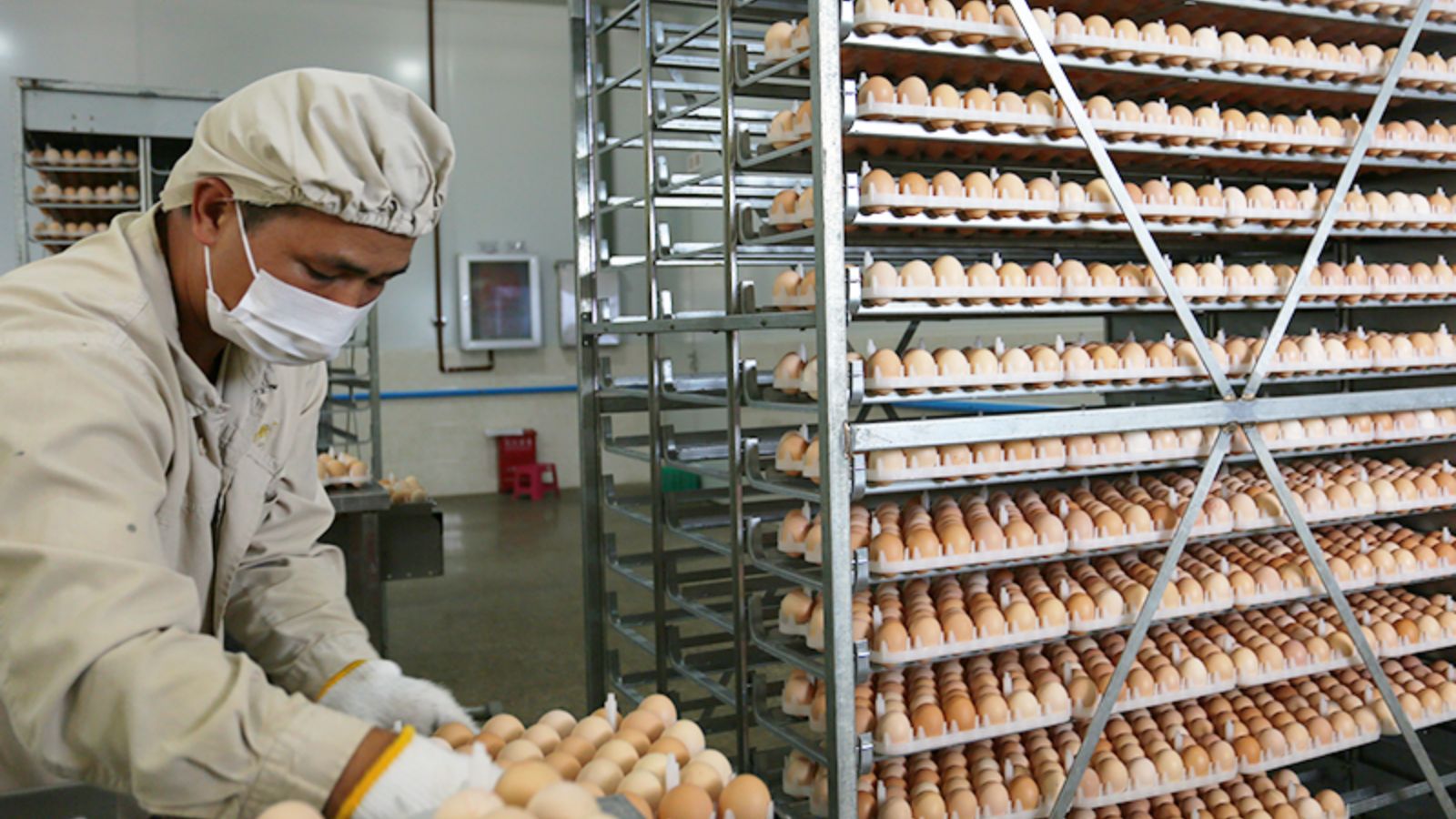 Hatchery & Chick Supply Companies