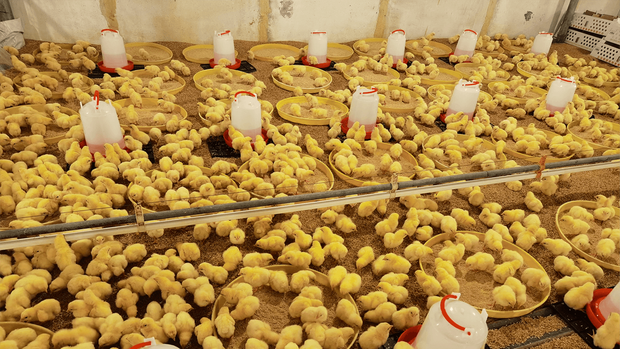 Commercial Broilers