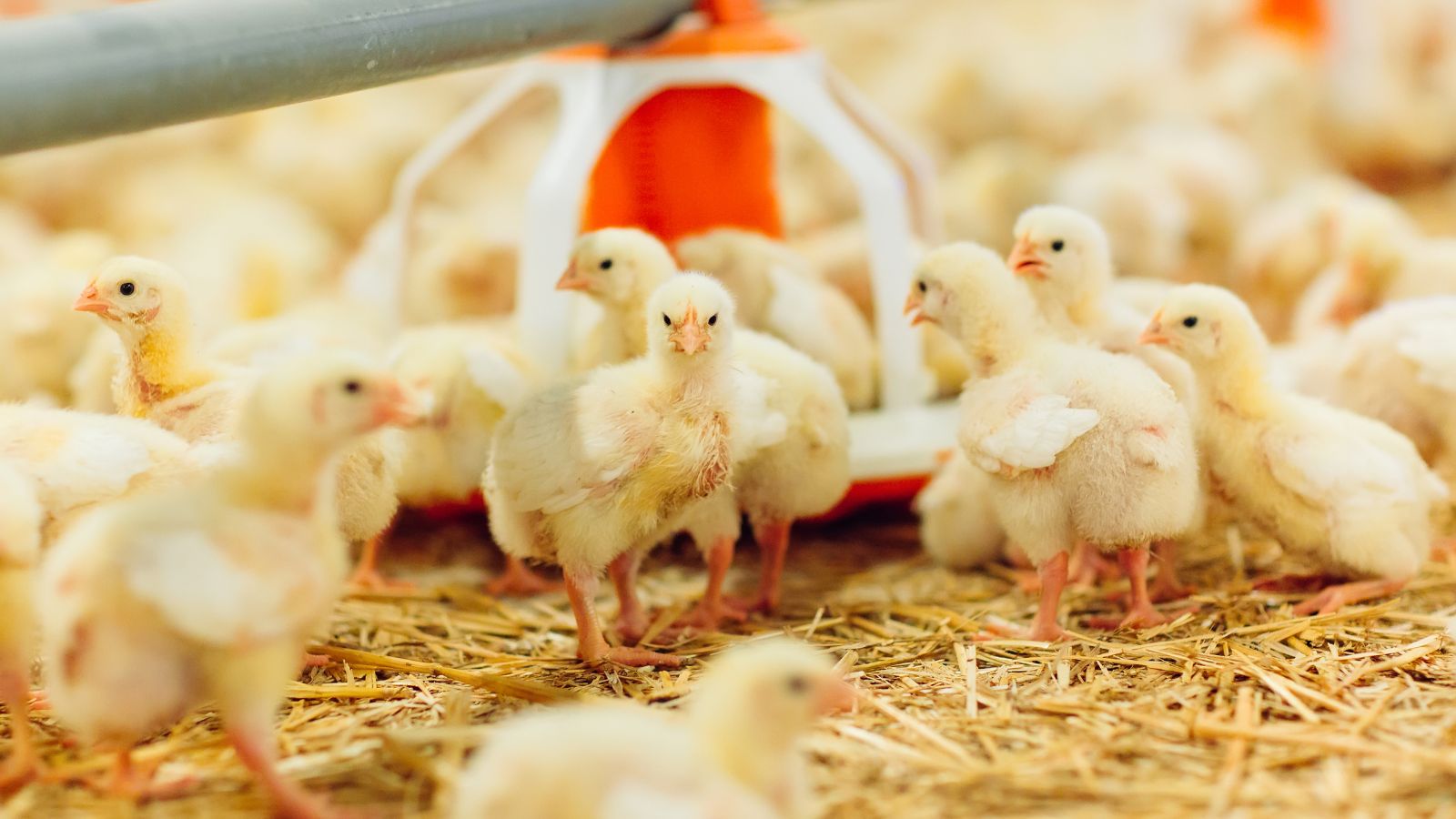 Technology Application Scenarios