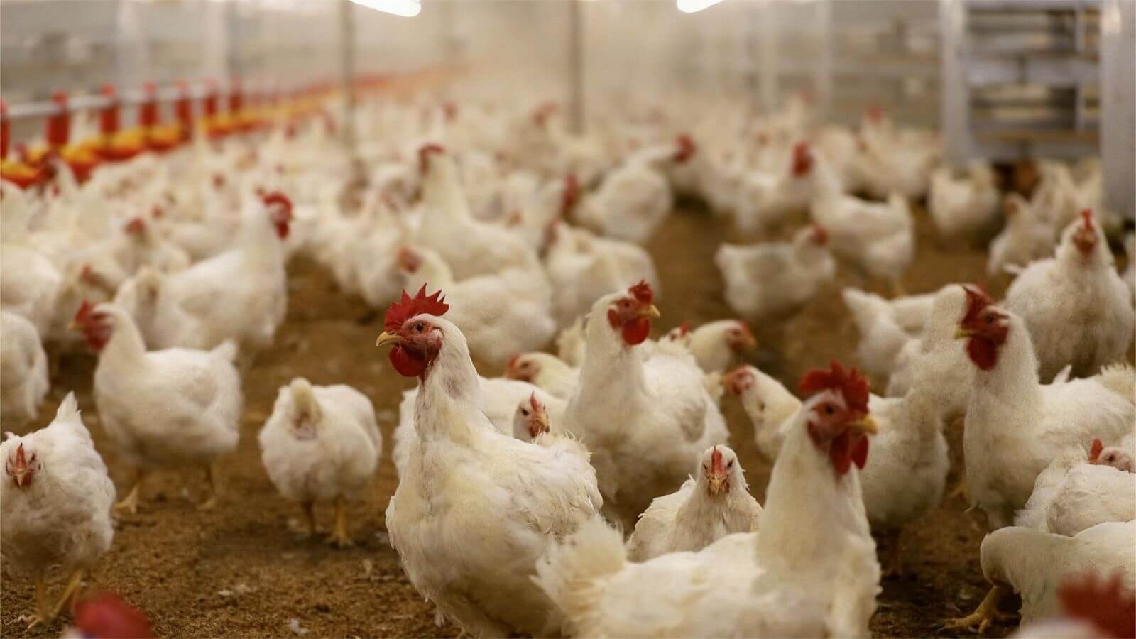 Guangming No.2 Commercial Broilers