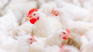 Brochure Shandong Guangming May 2025                                                                                        