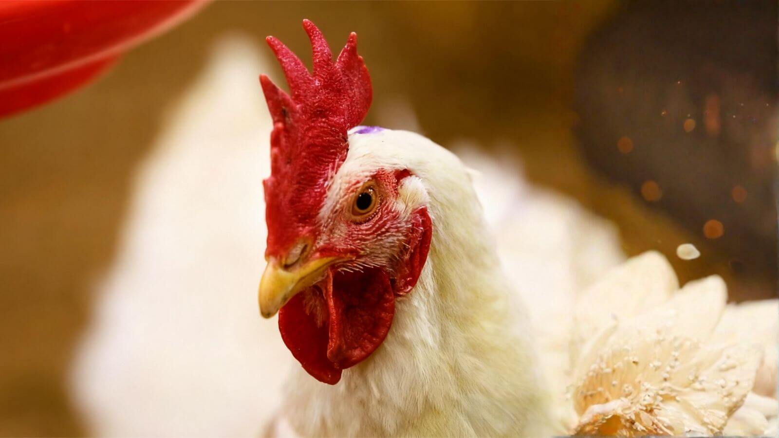 High-Efficiency Broilers