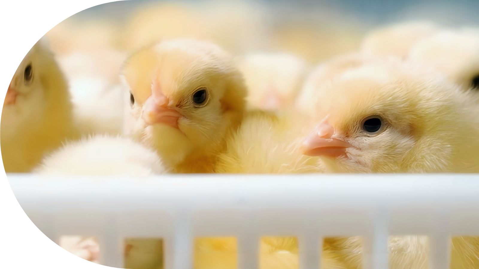 Baby chicks