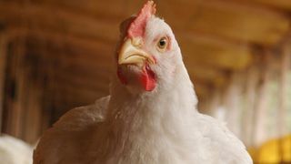 Guangming No.2 Parent Stock Performance Objectives and Nutrition Specifications May 2025