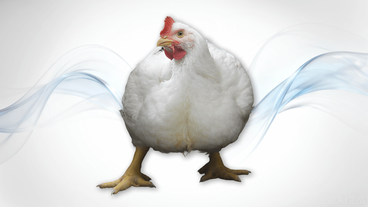 Guangming No.2 Commercial Broilers