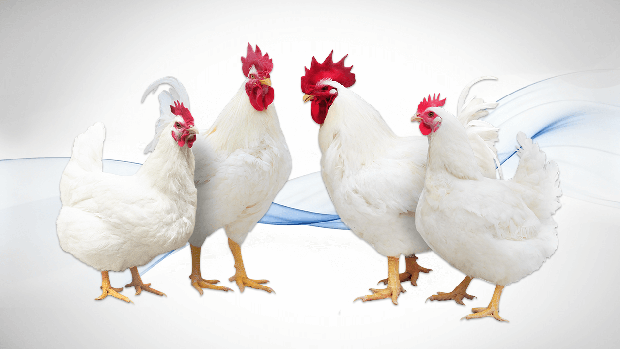 Guangming No.2 Grandparent Stock